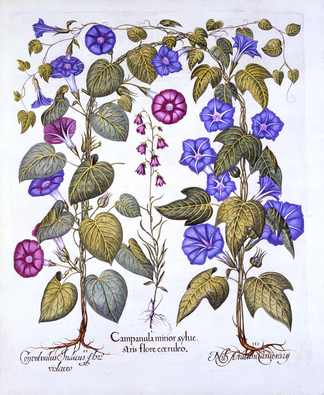 Harebell e Convovulus, de Hortus Eystettensis, de Basil Besler (1561-1629), pub. 1613 (gravura colorida à mão) de German School