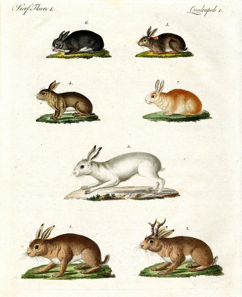 Lebres e coelhos de German School