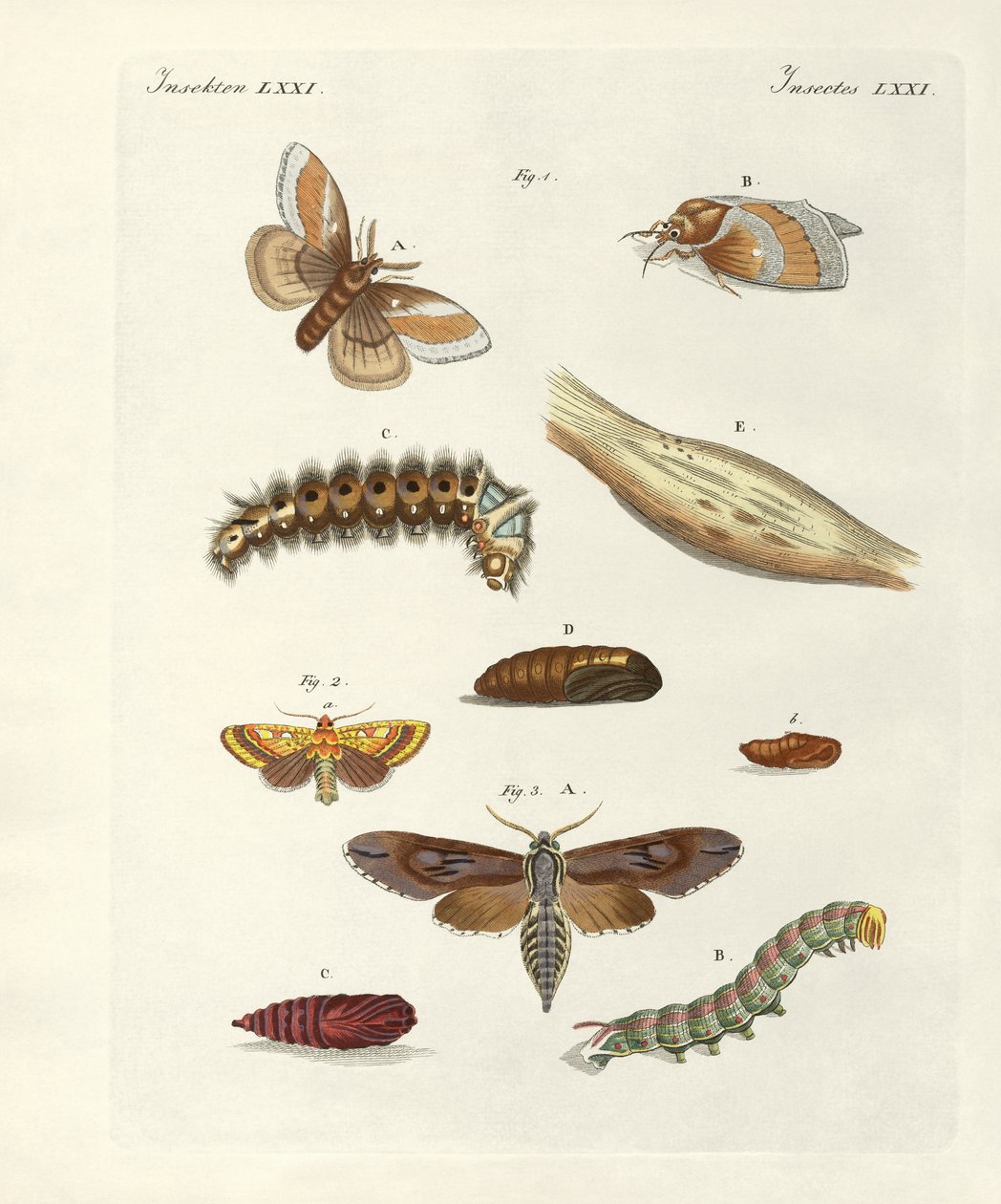 Borboletas nocivas (gravura colorida) de German School