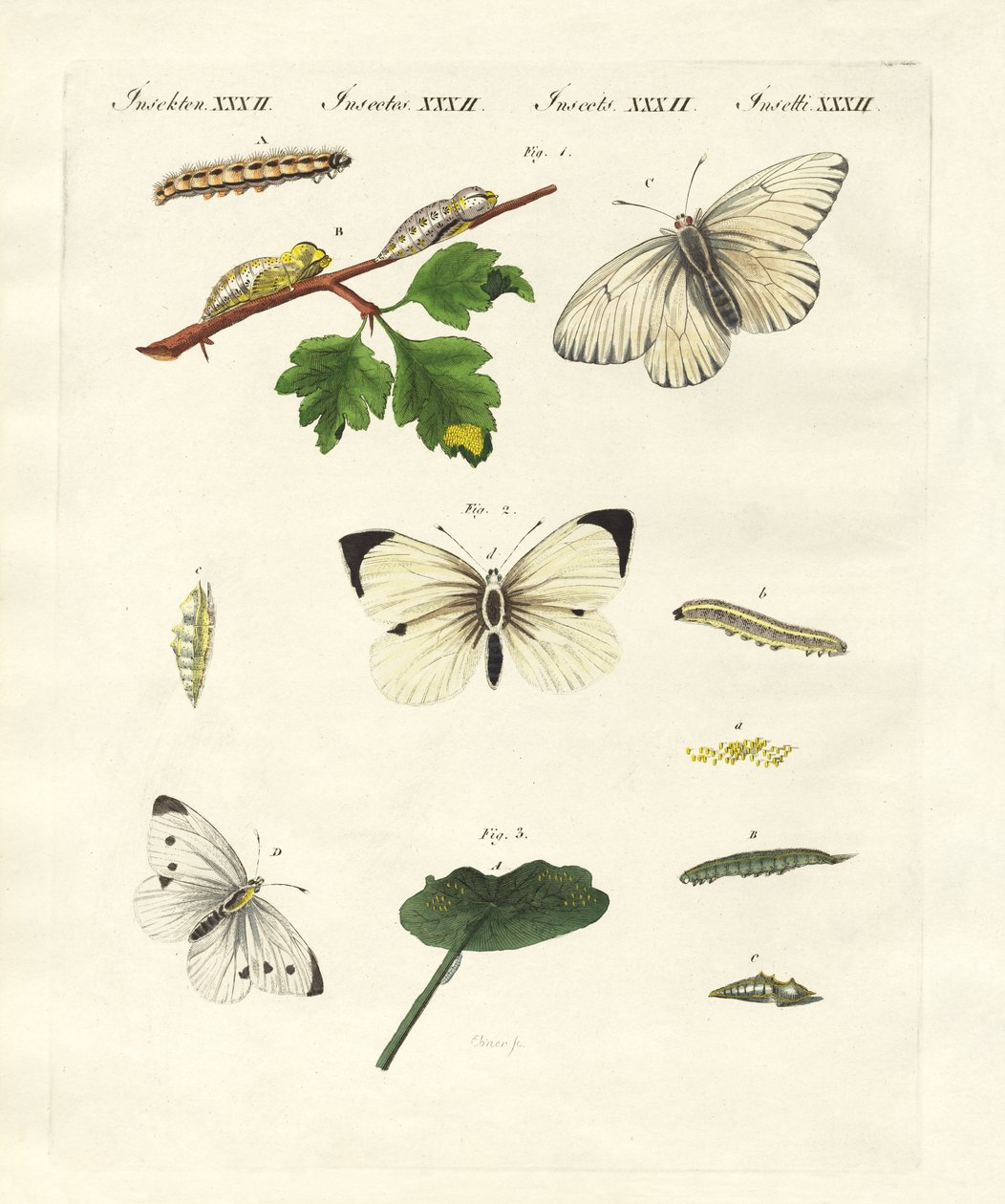 Borboletas nocivas (gravura colorida) de German School