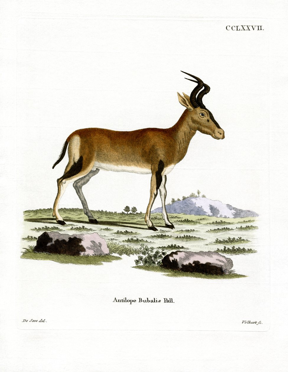 Hartebeest (gravação a cores) de German School