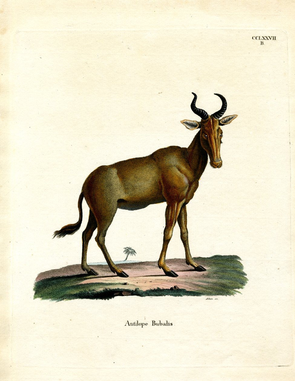 Hartebeest (gravação a cores) de German School