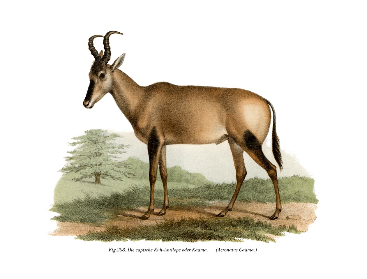 Hartebeest, 1860 de German School