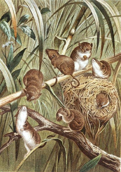 Harvest Mouse, prato de "Brehms Tierleben": Allgemeine Kunde des Tierreichs", vol.2, p.515, publicado pelo Bibliographisches Institut de German School