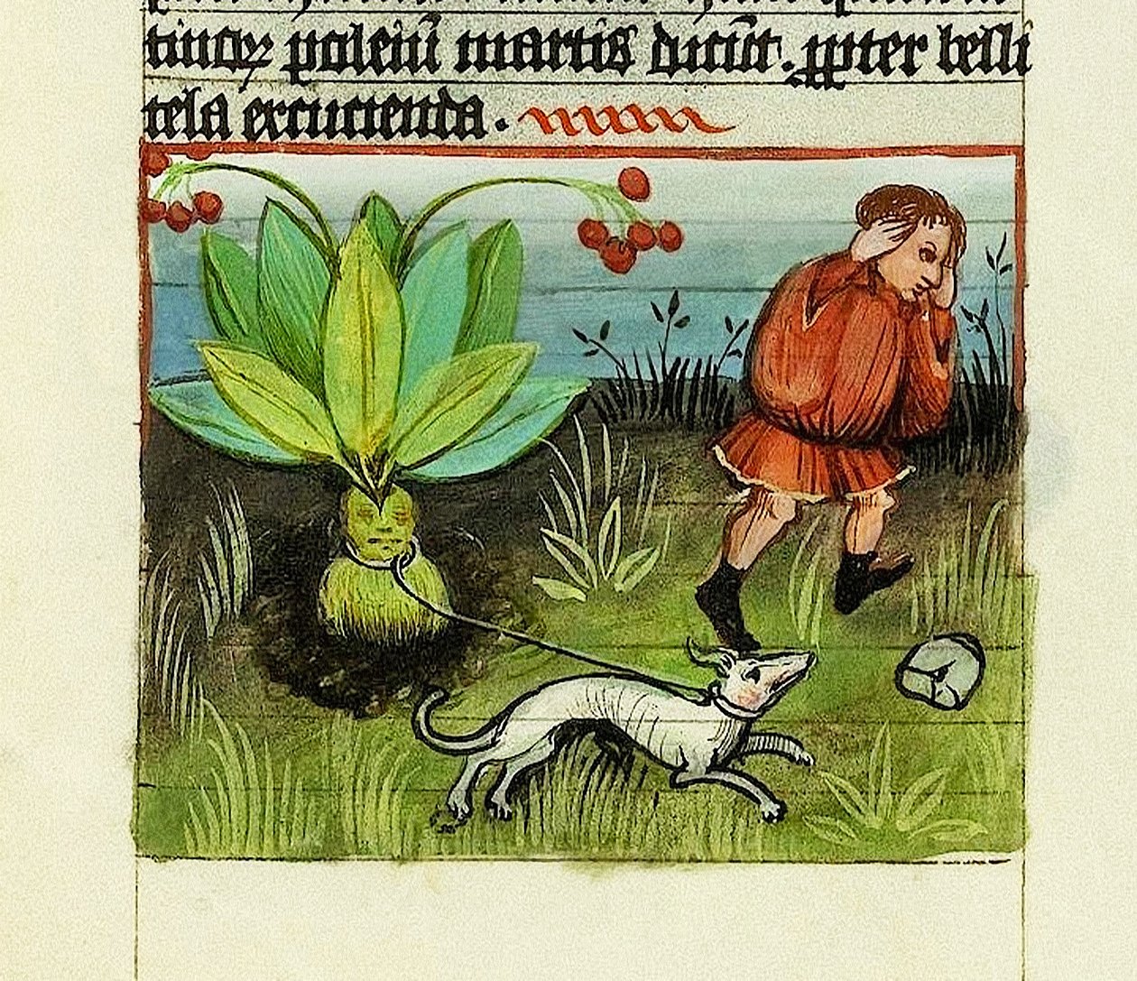 Colheita do Mandrágora, De Rerum Naturis - Rabanus Maurus, c.1425 (guache sobre vellum) de German School