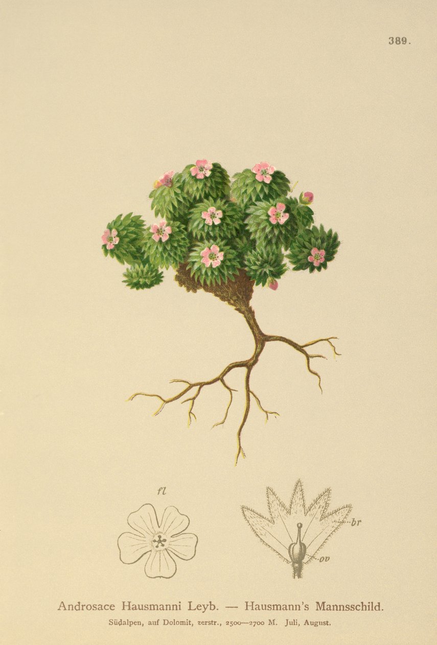 Jasmim de Rocha de Hausmann (Androsace Hausmannii) de German School