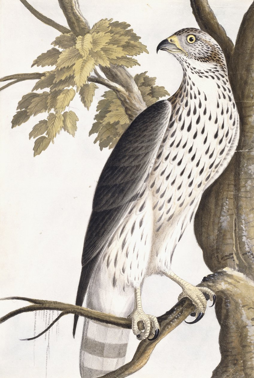 Hawk, 1750-1800 de German School