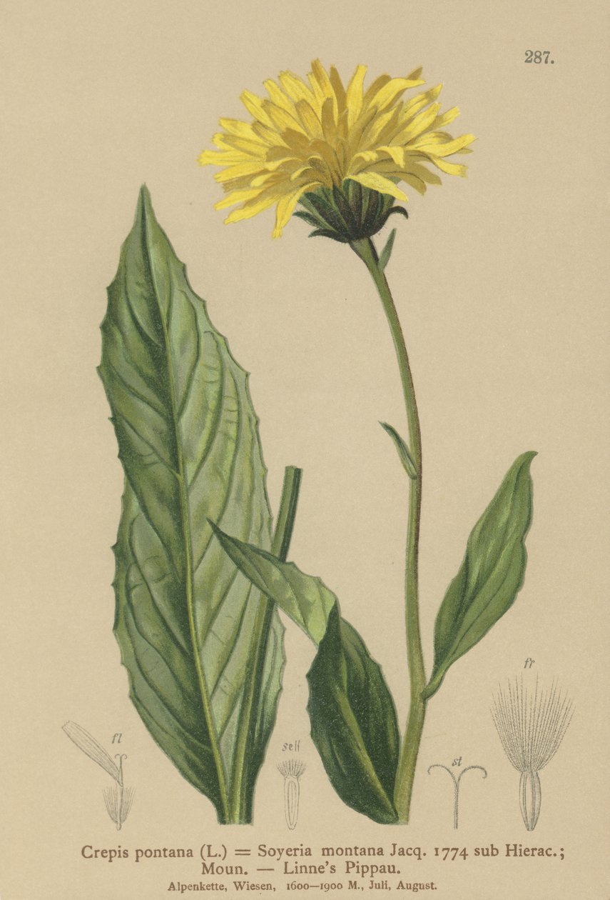 Barba-de-pêlo (Crepis bocconi, Crepis-pontana, Crepis-montana, Hieracium montanum, Soyeria montana) de German School
