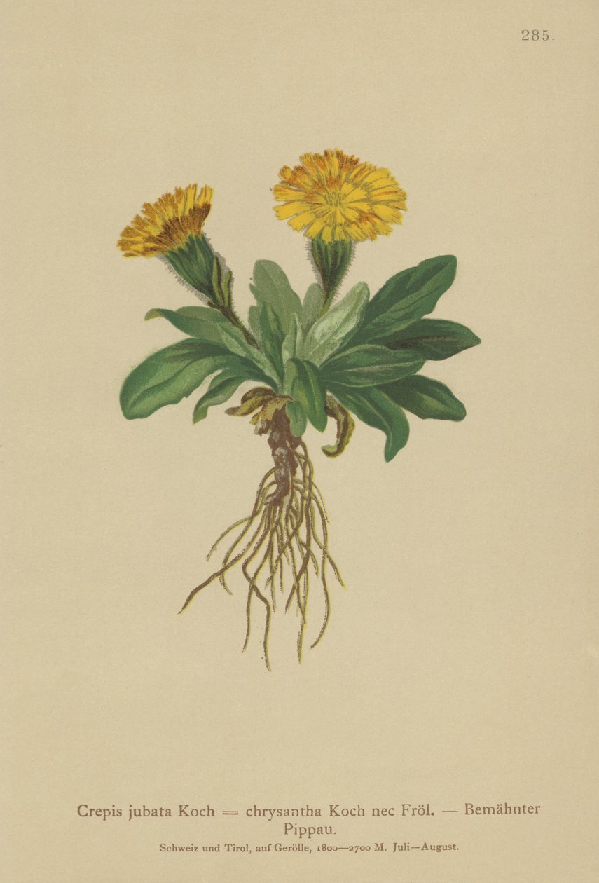Barba-de-pêlo (Crepis jubata, Crepis rhaetica) de German School