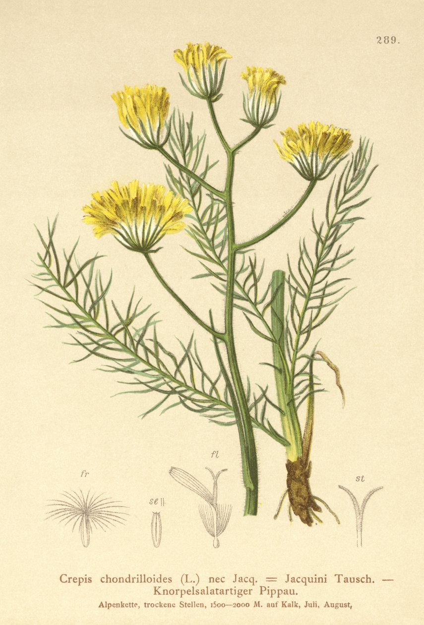 Ovo-de-barba (Crepis chondrilloides) de German School