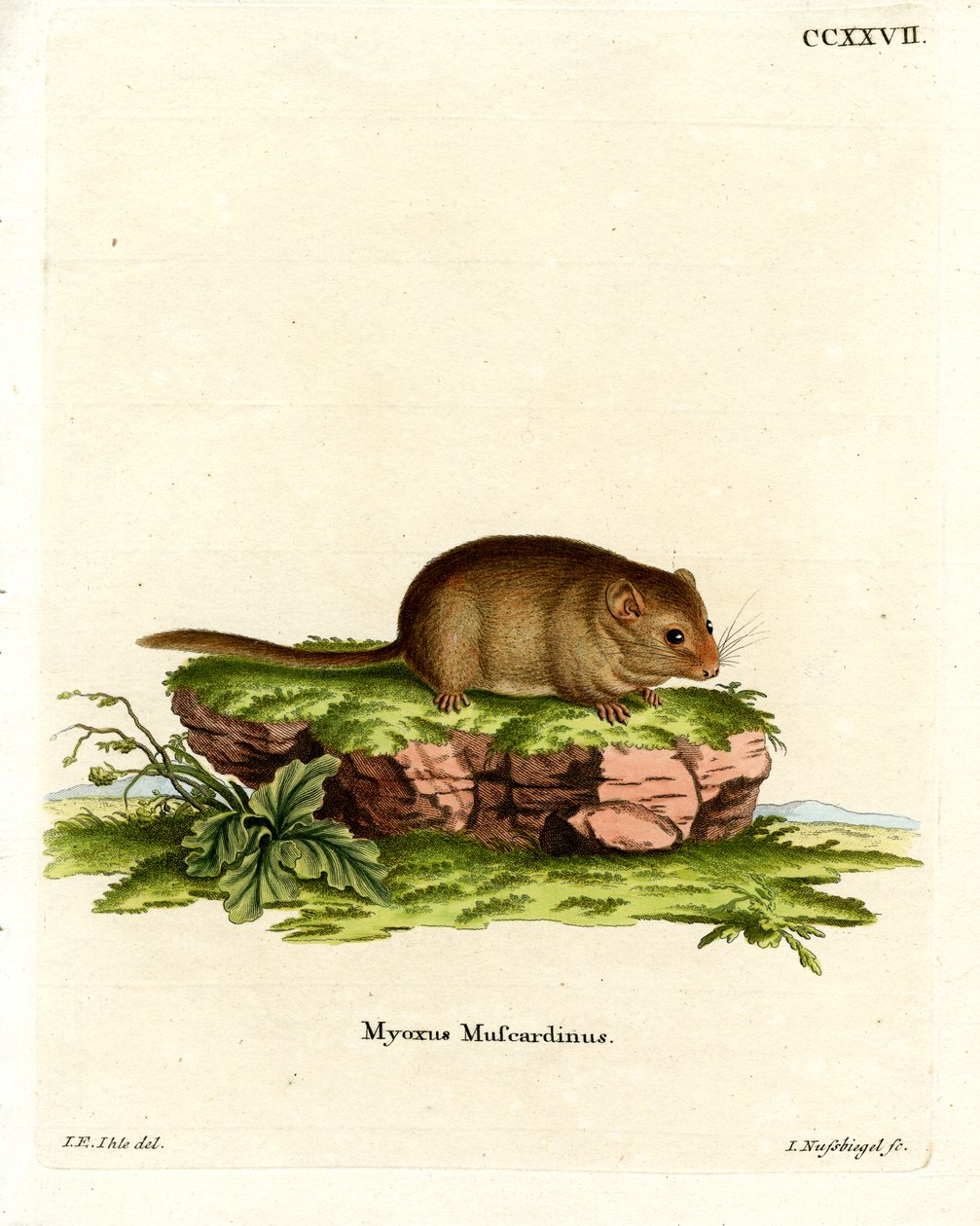 Hazel Dormouse (gravação a cores) de German School
