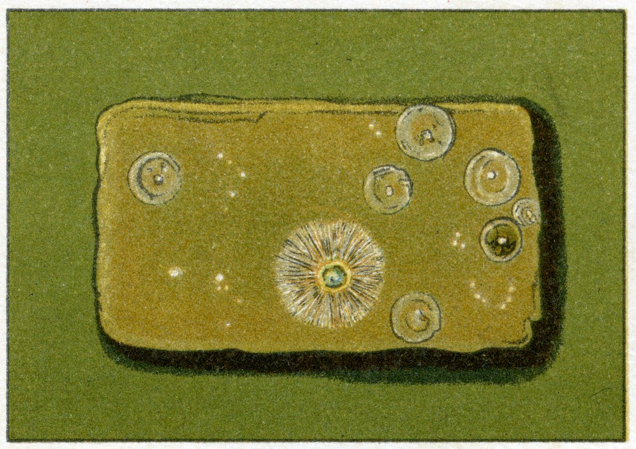 Níveis saudáveis de bactérias na água potável, c.1890 (cromolitografia colorida) de German School