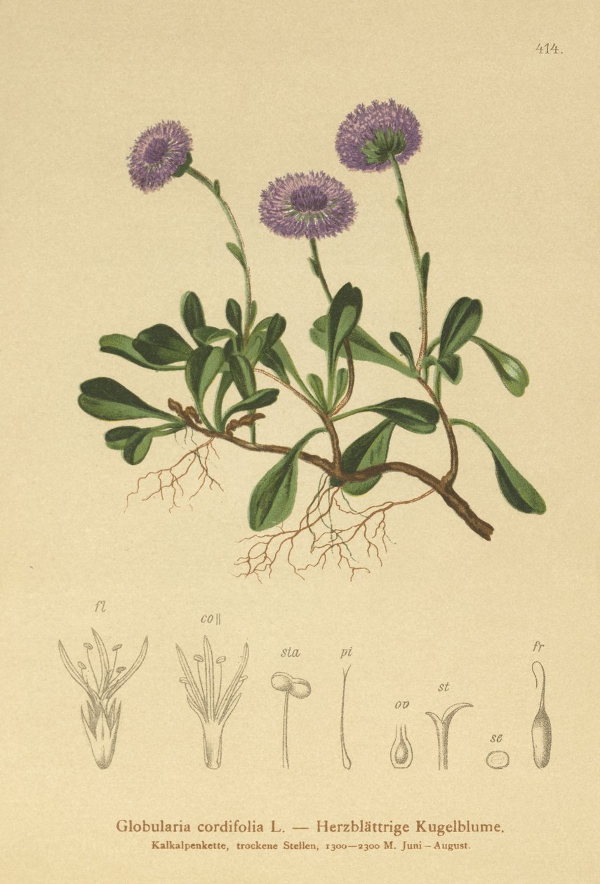 Margarida Globo Coração-com folhas (Globularia cordifolia) de German School