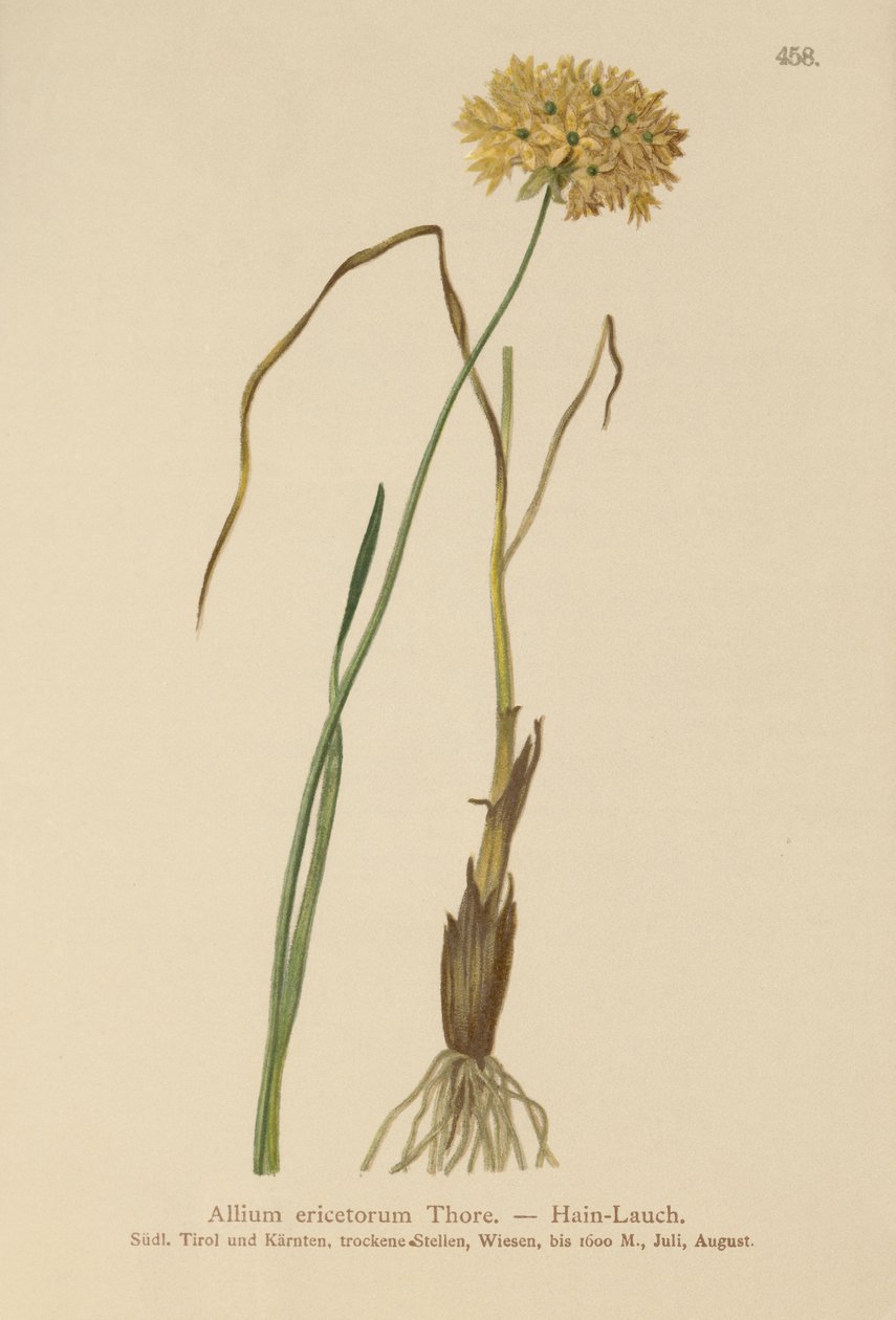 HEATH Alho (Allium marcas, alho duro, Allium graminifolium) de German School