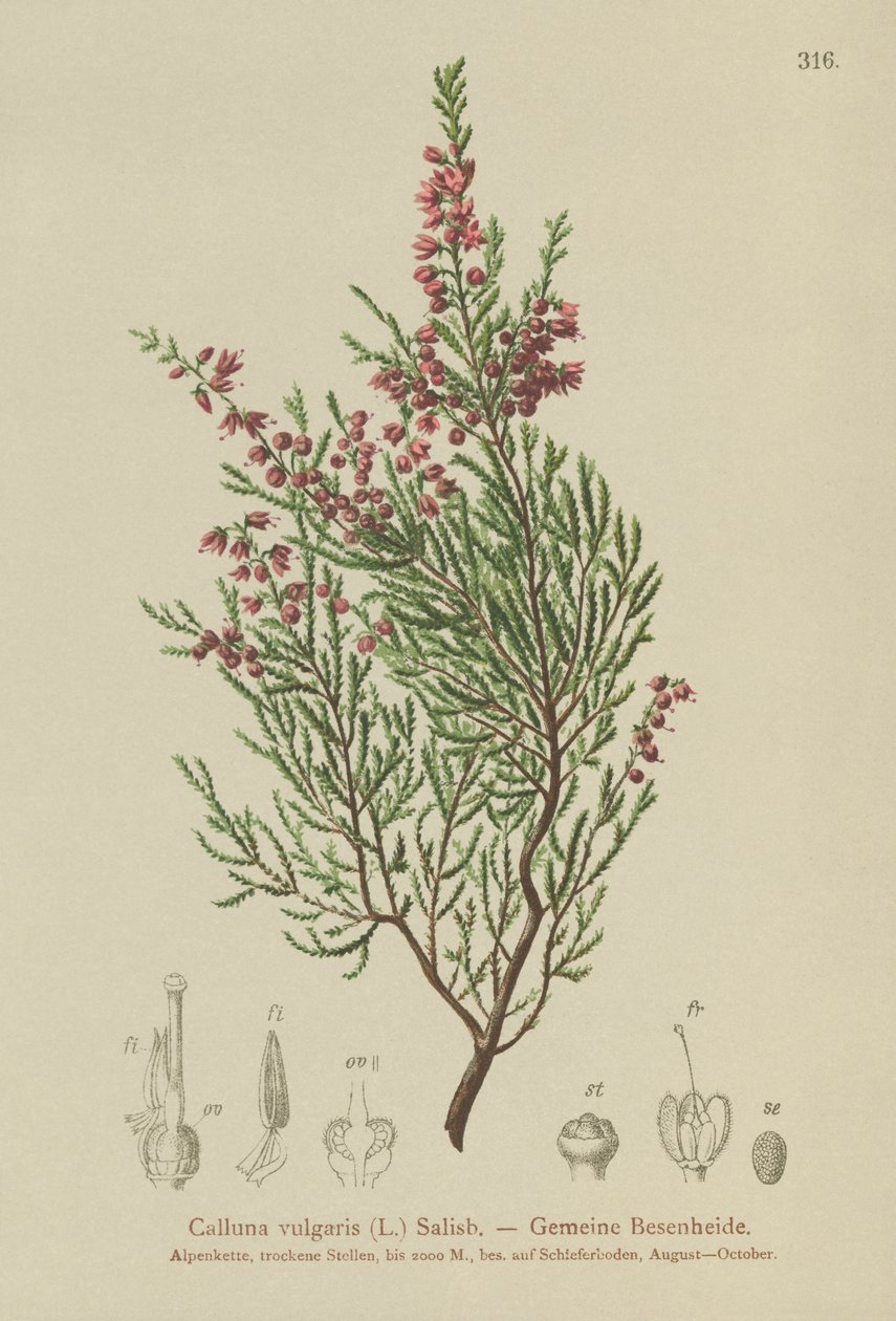 Urze (Calluna vulgaris) de German School