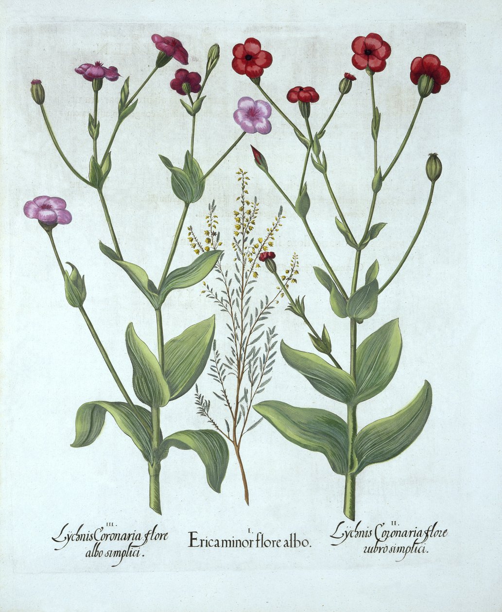 Heather e dois tipos de Lychnis, de Hortus Eystettensis, por Basil Besler (1561-1629), pub. 1613 (gravura colorida à mão) de German School