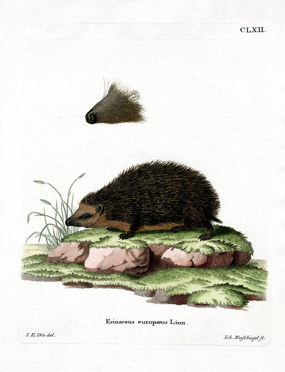 Porco Espinho (gravação a cores) de German School