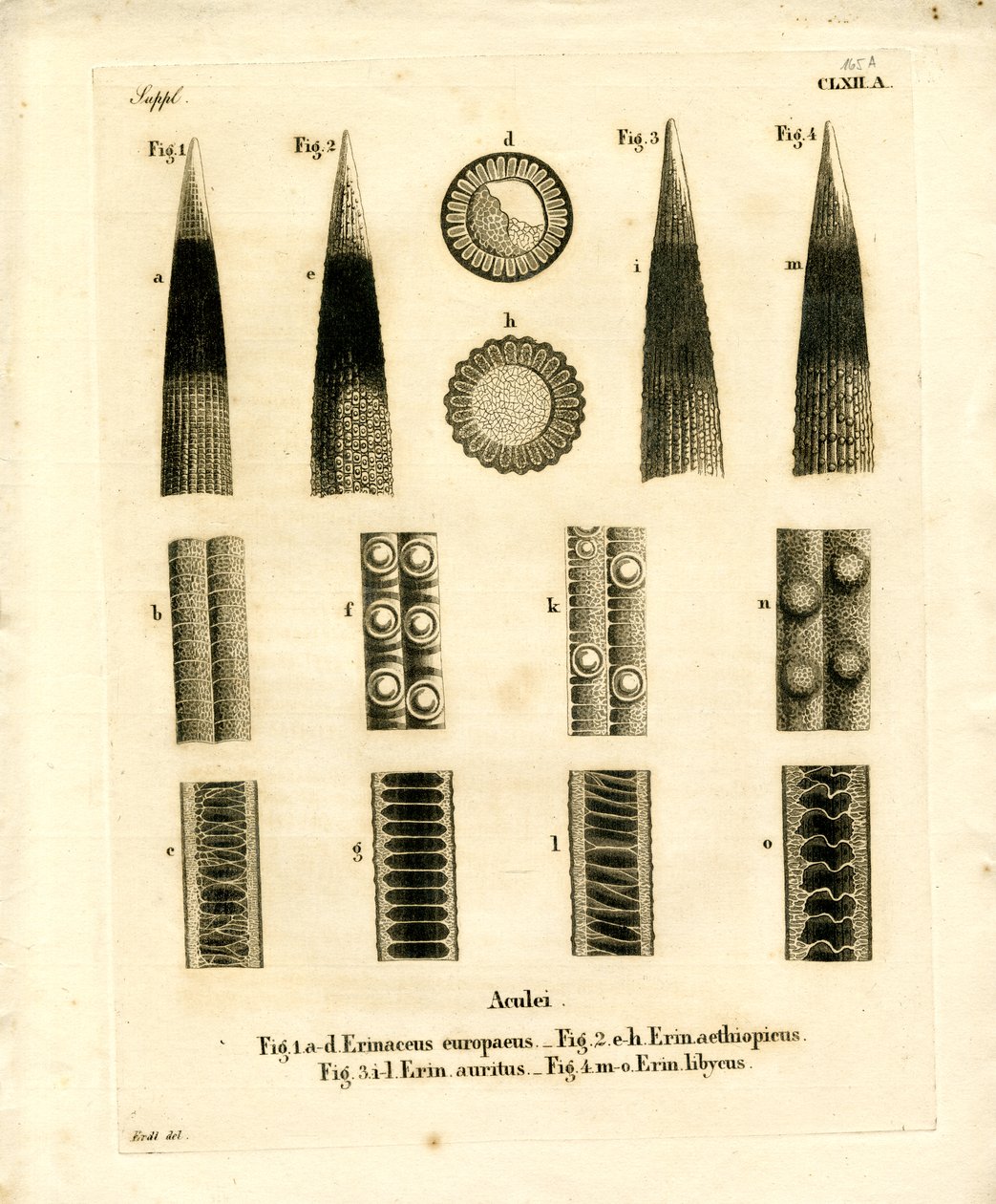 Porco-espinho Prickles (gravação a cores) de German School