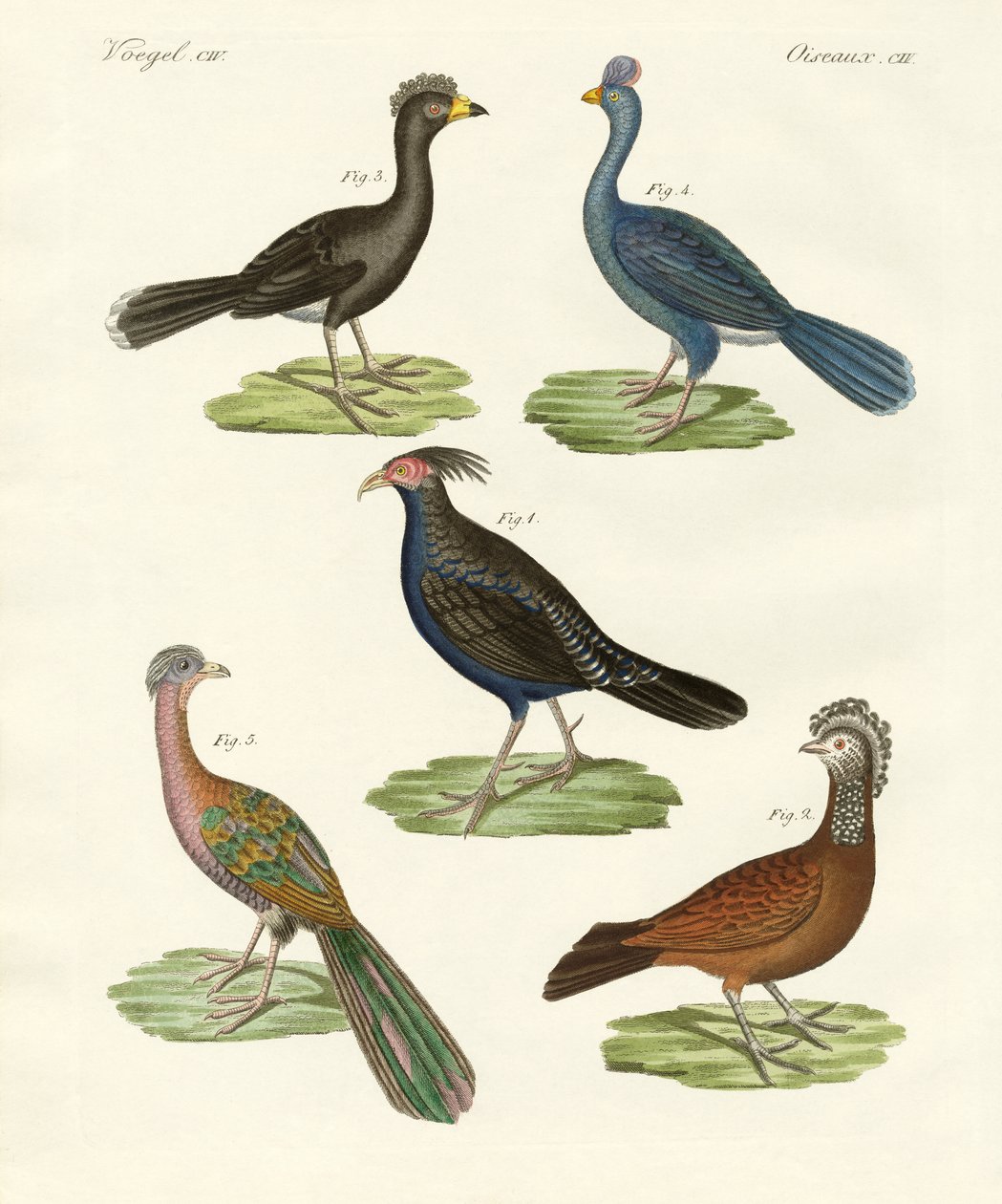 Aves semelhantes a galinhas de países quentes (gravura colorida) de German School