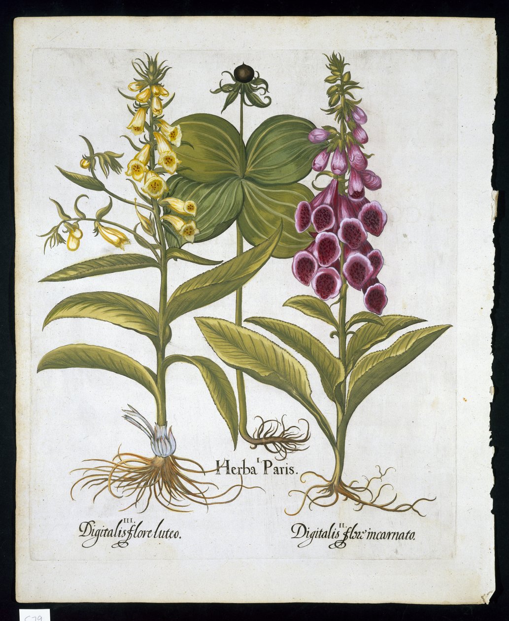Erva Paris (Solanum quadrifolium), Dedaleira comum (Digitalis Purpurea) Grande Dedaleira amarela de Hortus Eystettensis por Basil Besler (1561-1629) pub 1613 (gravura colorida à mão) de German School