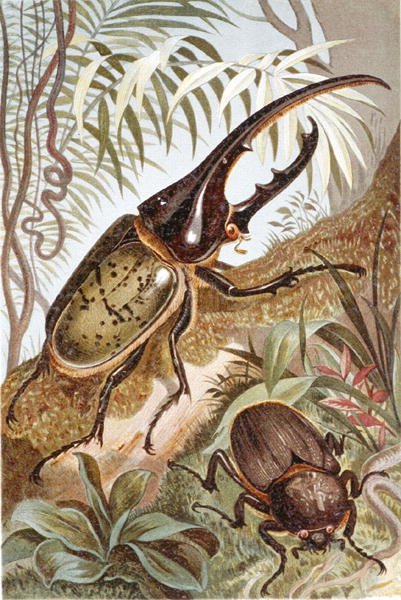 Hercules Beetle, prato de "Brehms Tierleben": Allgemeine Kunde des Tierreichs",vol.9, p.99, publicado pelo Bibliographisches Institut de German School