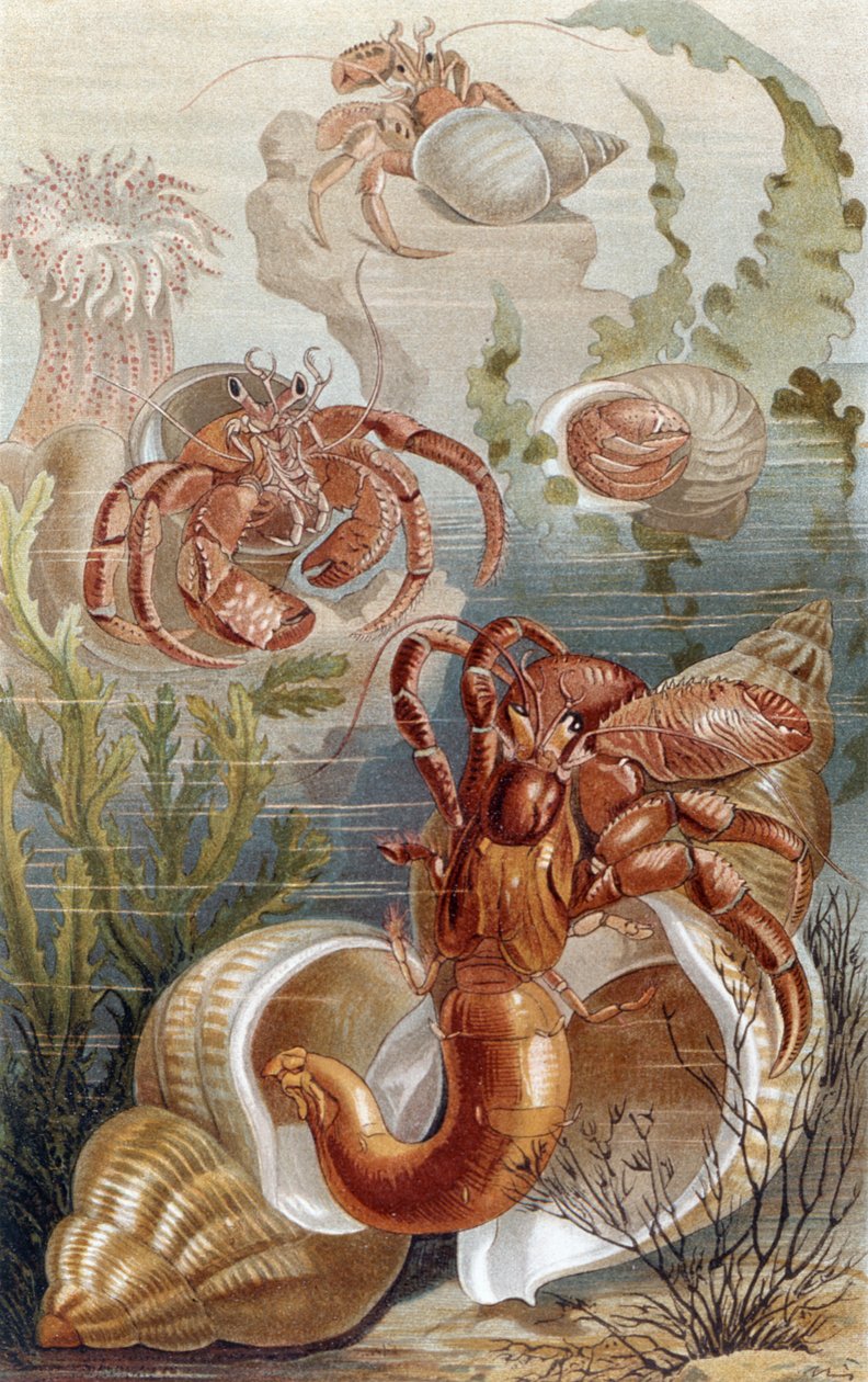 Caranguejos eremitas, prato da Vida Animal de Brehm: Cliente Geral do Reino Animal, vol.10, p.38, publicado pelo Bibliographisches Institut, 1893 de German School