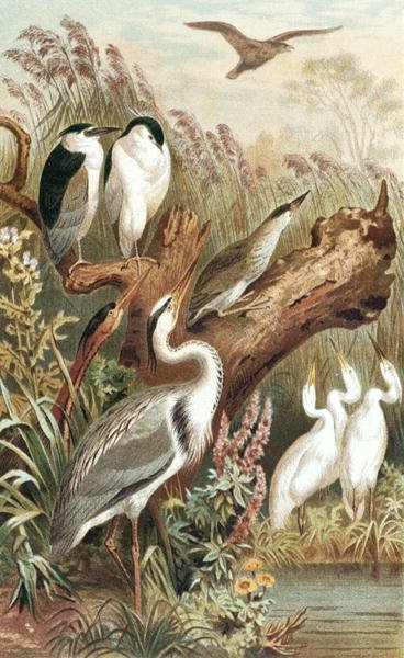 Heron, prato de "Brehms Tierleben": Allgemeine Kunde des Tierreichs", vol.6, p.483, publicado pelo Bibliographisches Institut de German School