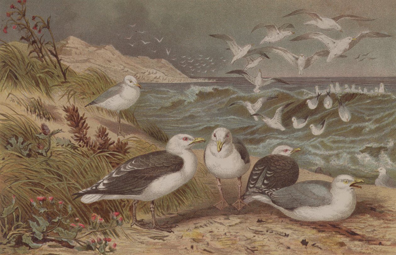 Herring Gull e Great Black-backed Gold, registro de Brehms Tierleben: Allgemeine Kunde des Tierreichs, vol.6, p.108, publicado pelo Bibliographisches Institut, 1892 de German School