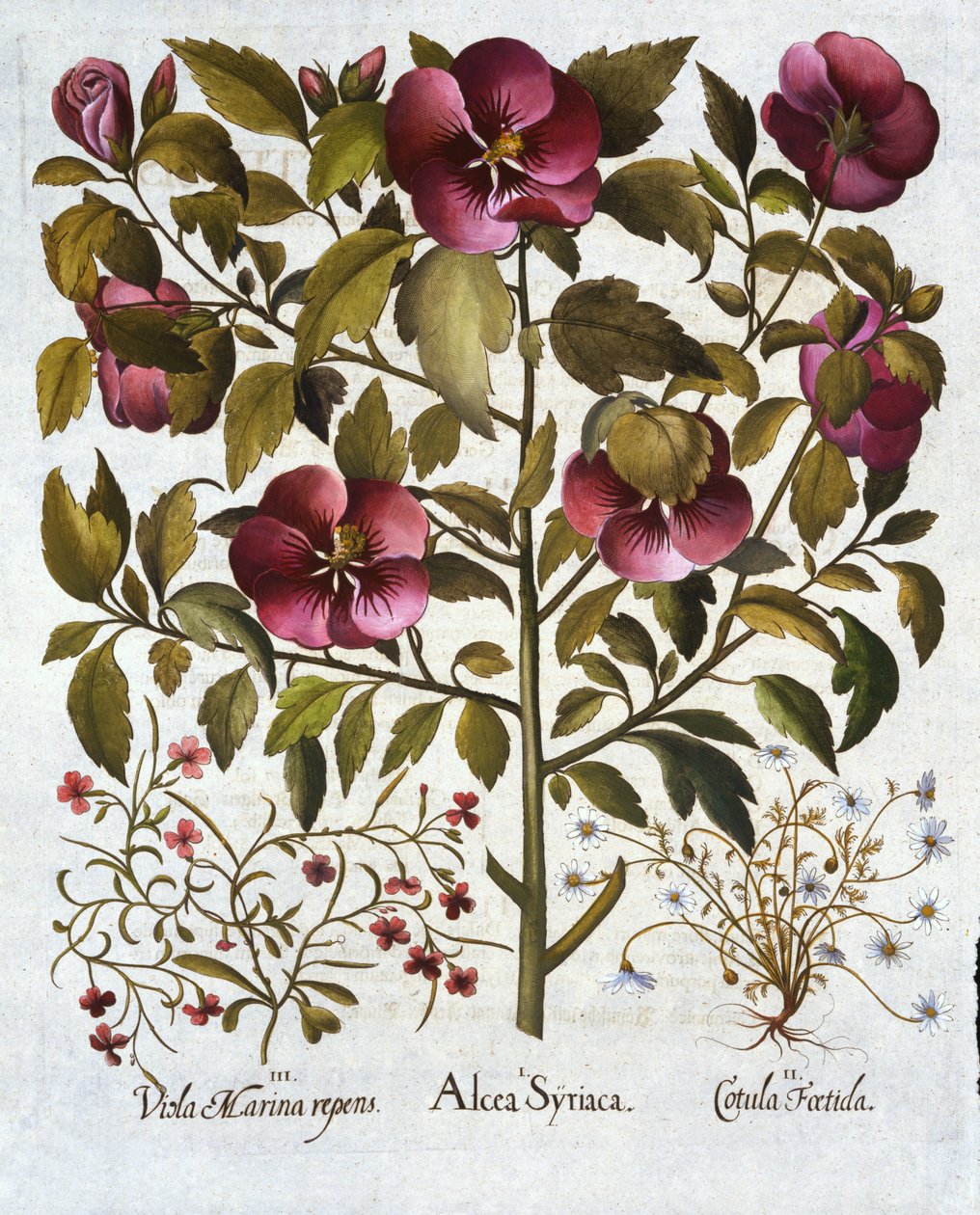Syriacus do hibiscus, camomila Stinking e de Hortus Eystettensis, pelo bar de Basil Besler (1561-1629). 1613 de German School