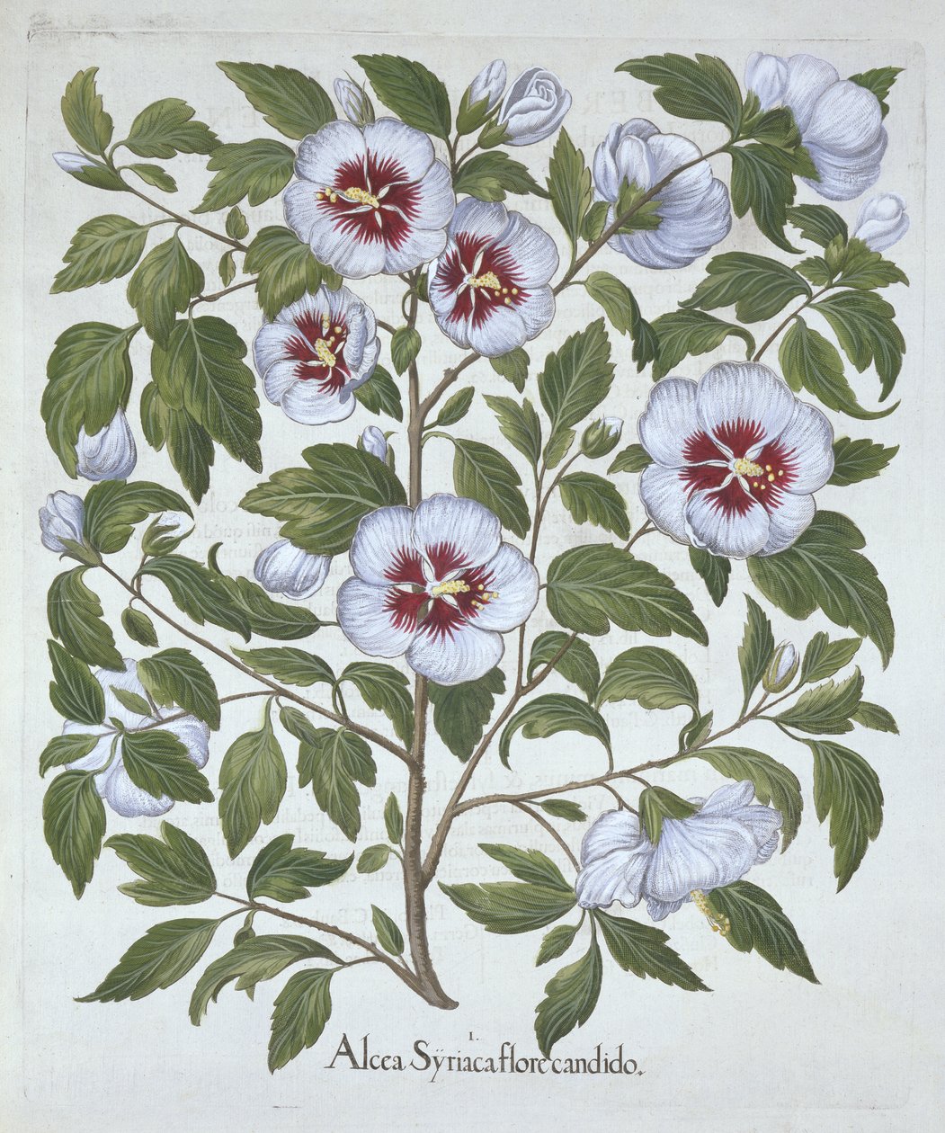 Hibiscus syriacus, de Hortus Eystettensis, de Basil Besler (1561-1629), pub. 1613 (gravura colorida à mão) de German School