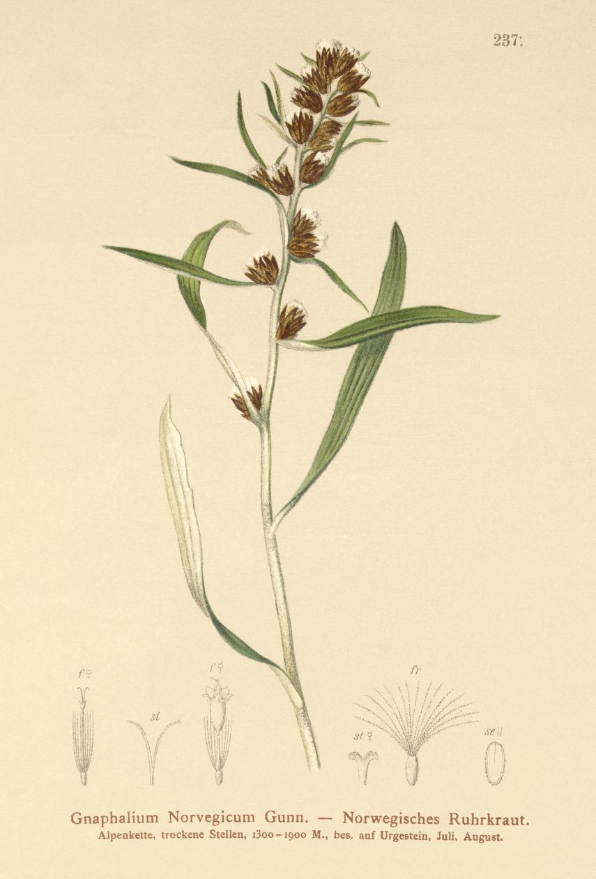 Cudweed das montanhas (Gnaphalium norvegicum) de German School