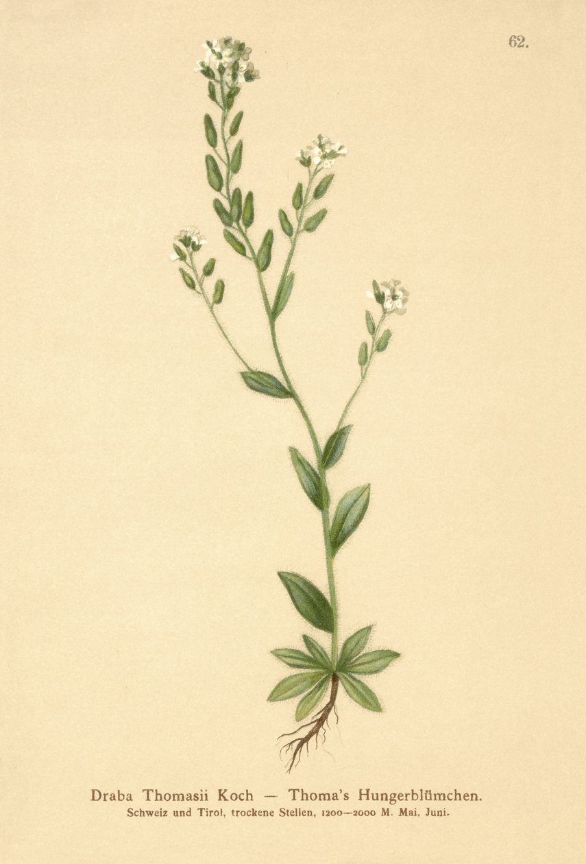 Grama de Whitlow Hoary (Draba Thomasii) de German School