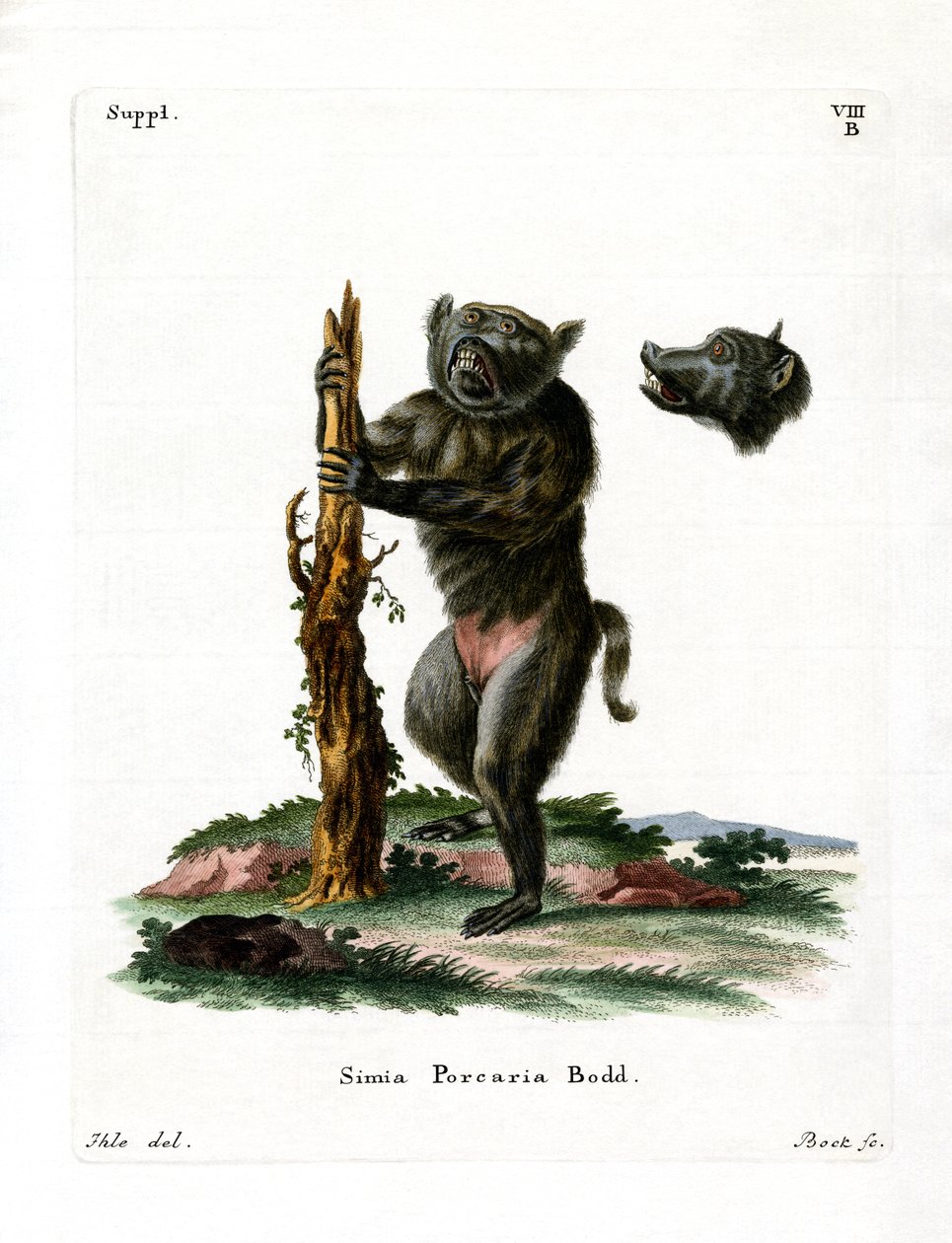 Babuíno com cara de porco (gravura colorida) de German School