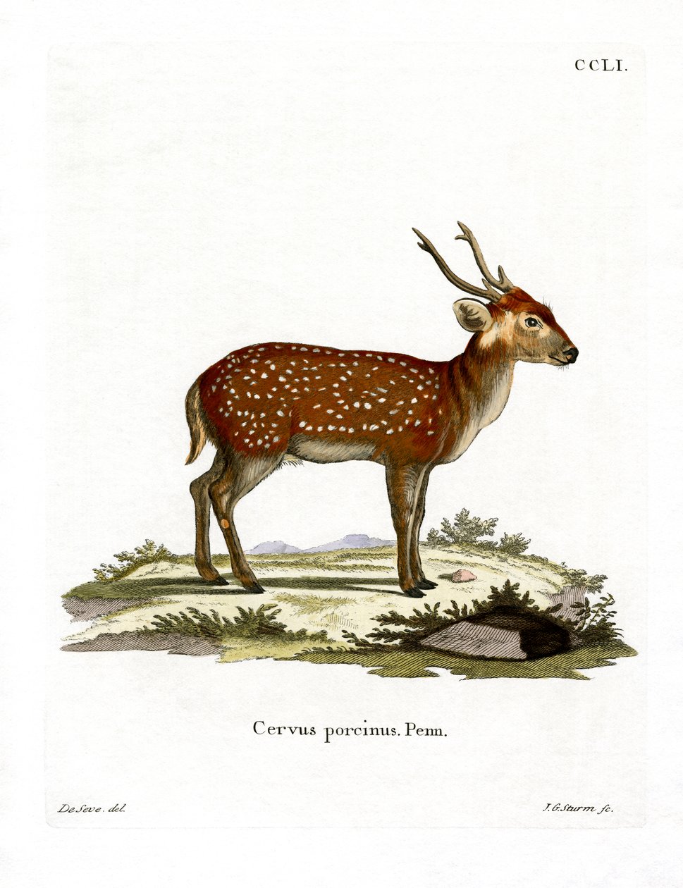 Veado de Porco (gravação colorida) de German School