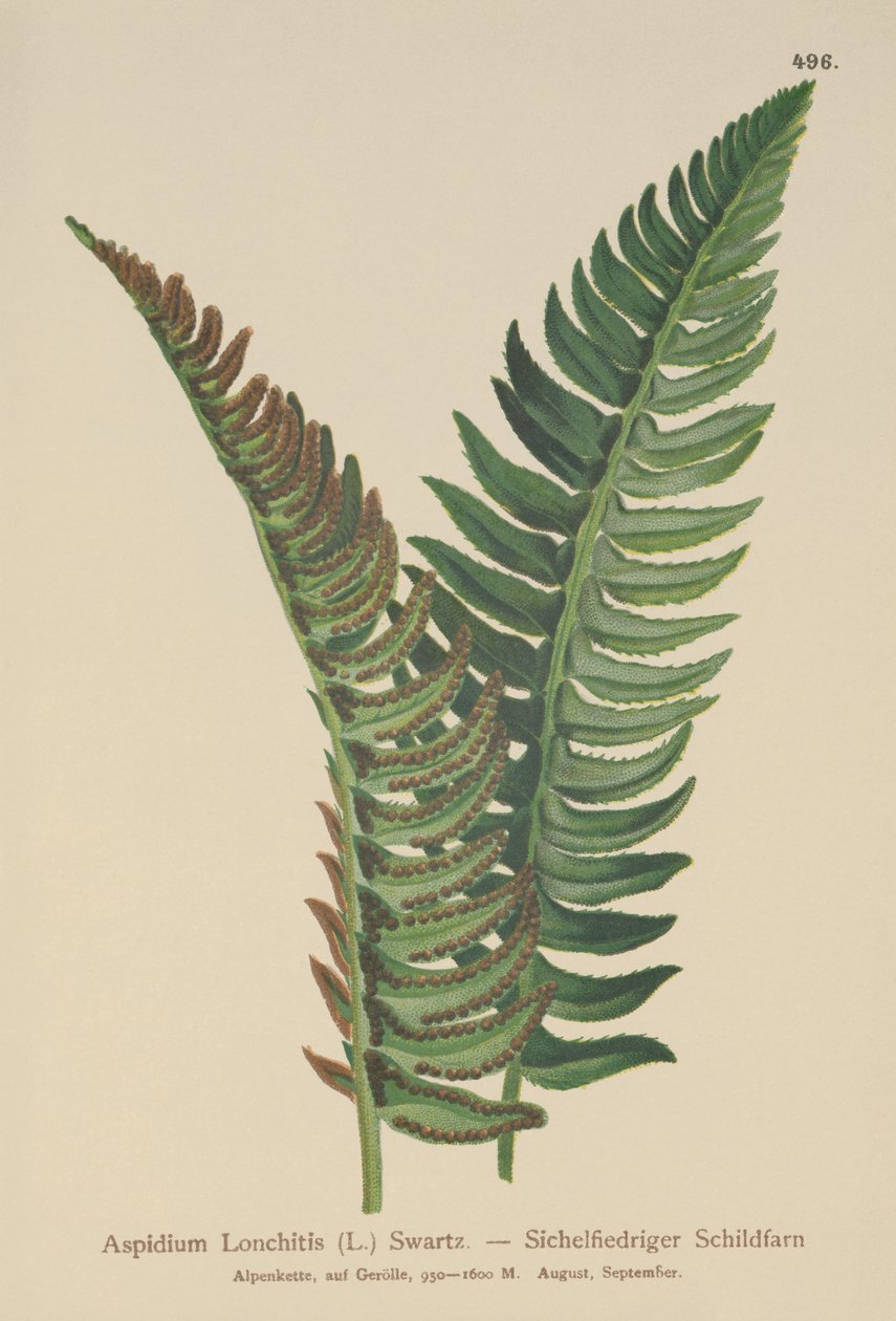 Samambaia do azevinho (Aspidium Lonchitis, Polystichum lonchitis) de German School