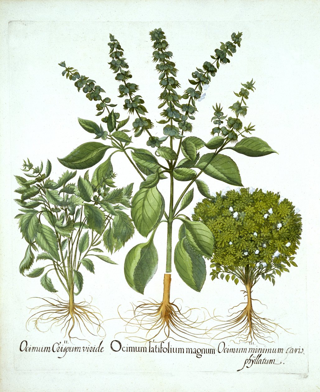 Manjericão Sagrado e Duas Outras Variedades de Manjericão, de "Hortus Eystettensis", de Basil Besler de German School