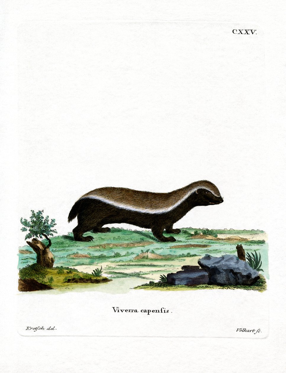 Honey Badger (gravura colorida) de German School