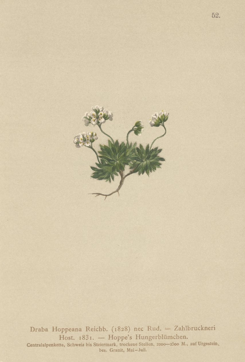 Hoppes Whitlow-grama (Draba Hoppeana, Draba Zahlbruckneri) de German School