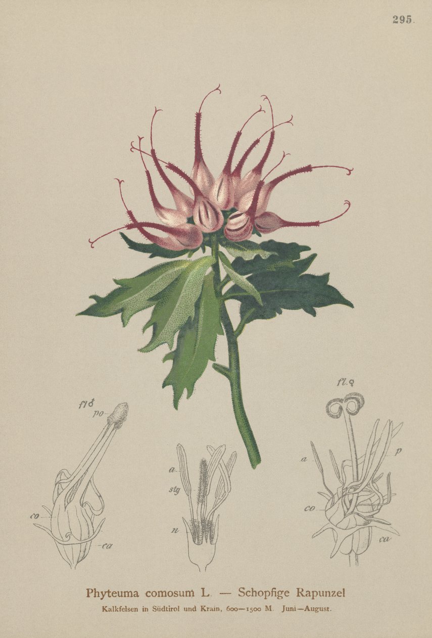 Rampion com chifres (Phyteuma comosum, Physoplexis comosa, Syntoma comosum) de German School