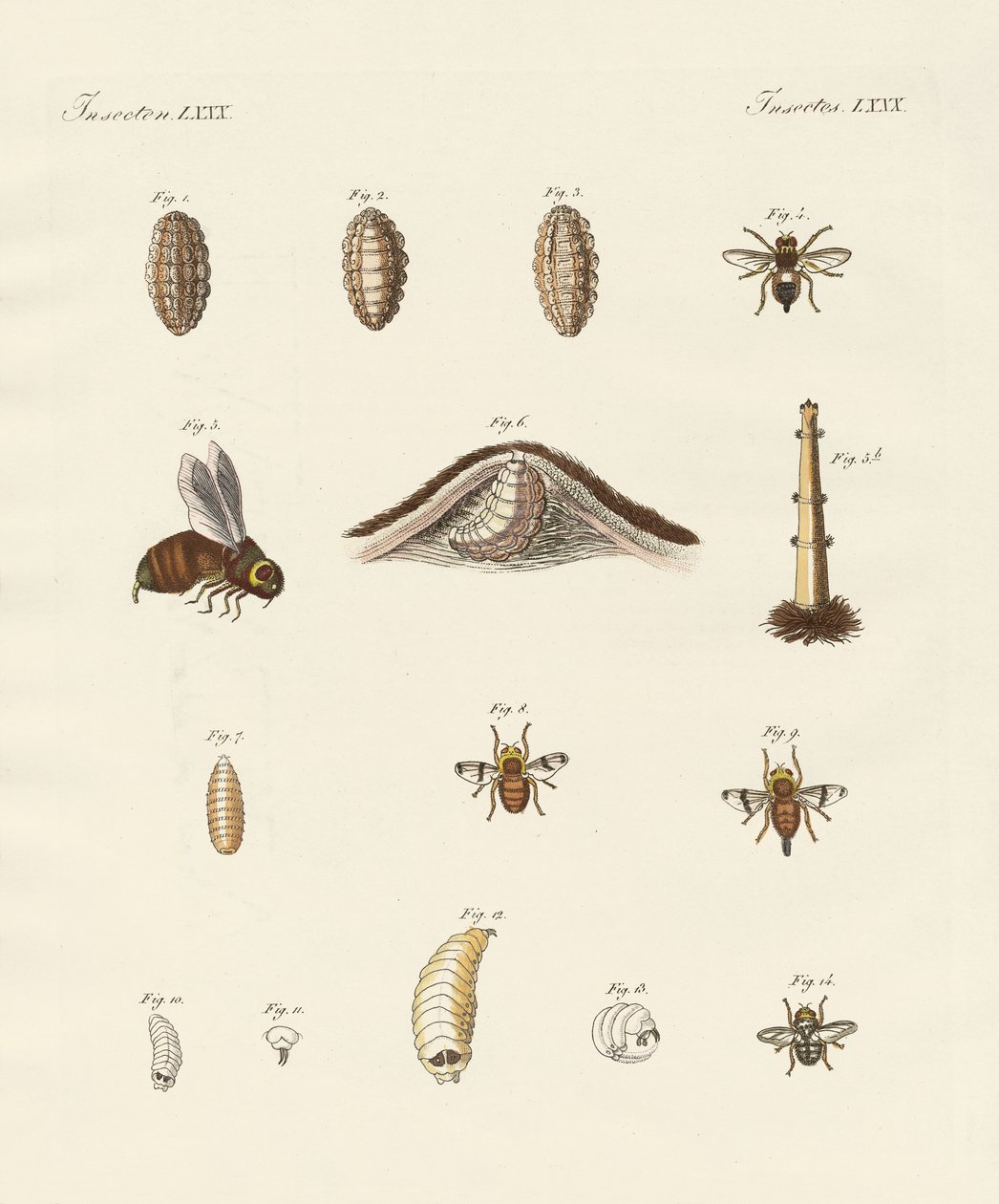 Mosca cavalo com suas larvas (gravura colorida) de German School