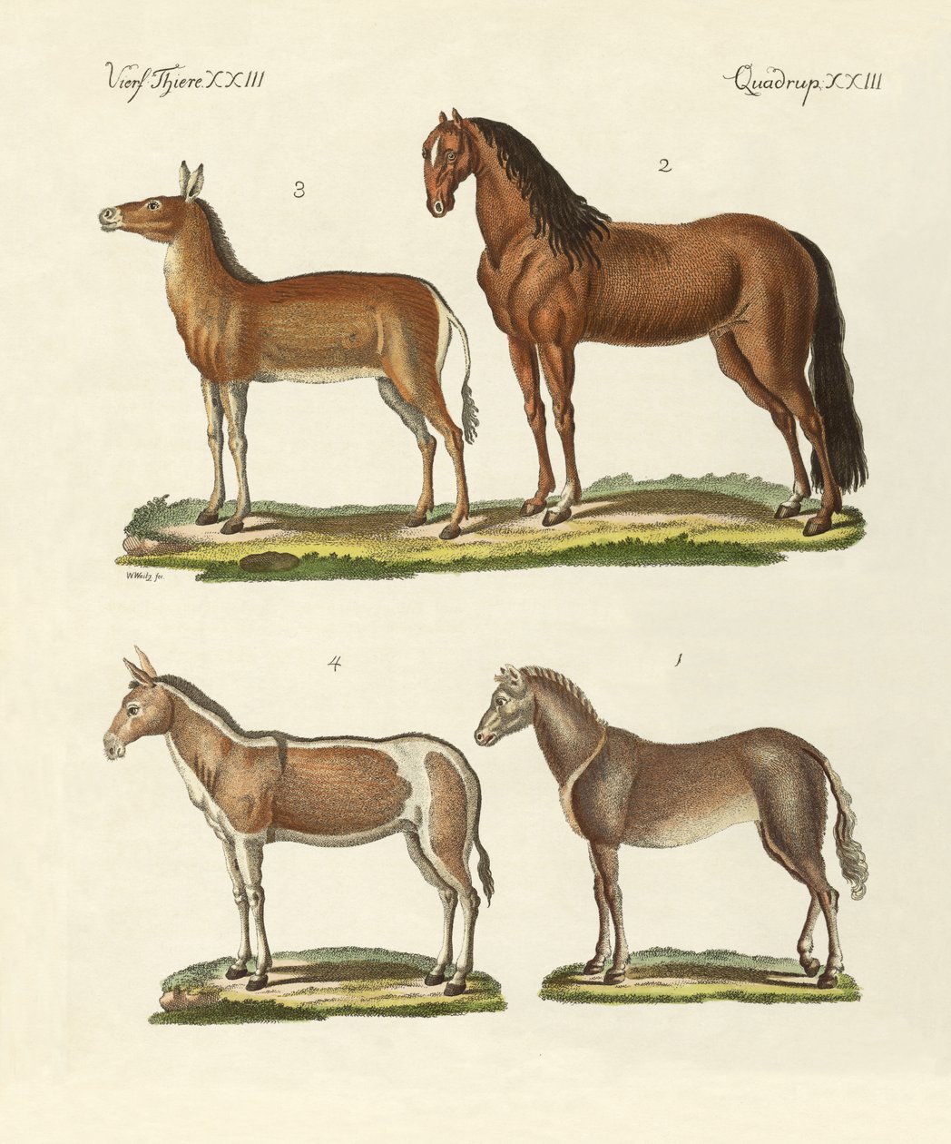 Cavalos e burros de German School