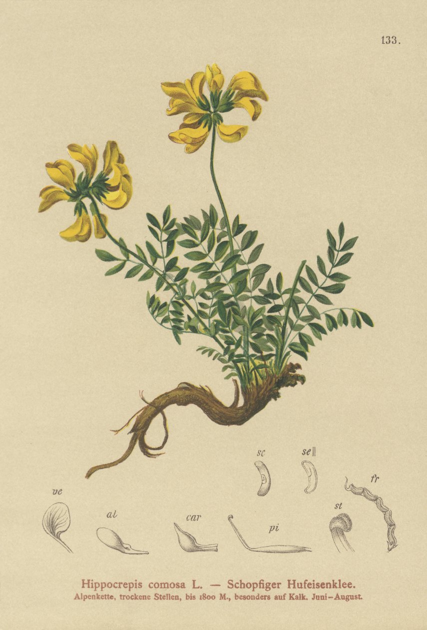 Ervilhaca-ferradura (Hippocrepis comosa) de German School