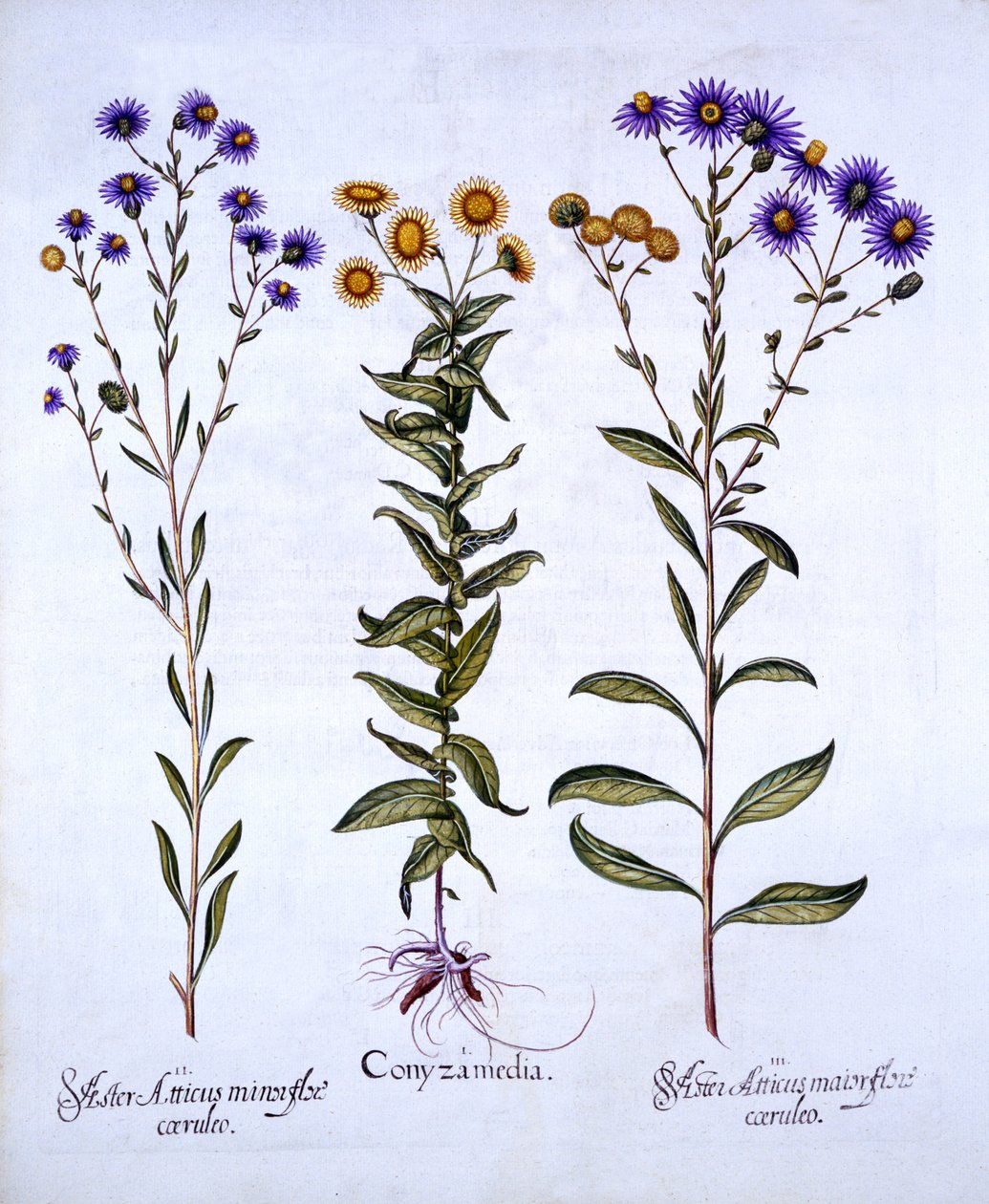 HorseweedButterweedFleabane e European Michaelmas Daisies, de Hortus Eystettensis, de Basil Besler (1561-1629), pub. 1613 (gravura colorida à mão) de German School