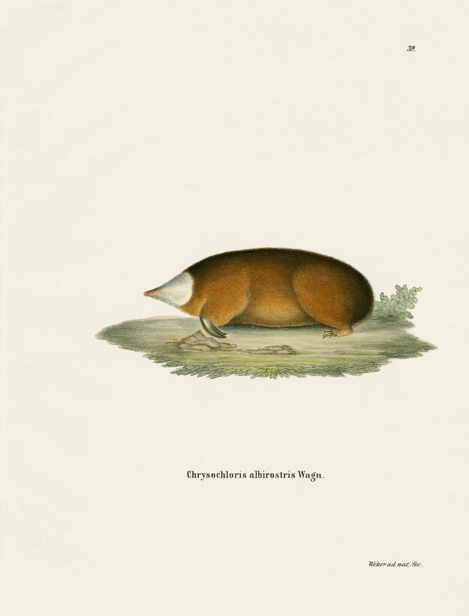 Hottentot Golden Mole (gravação a cores) de German School
