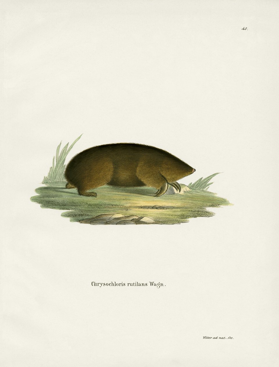 Hottentot Golden Mole (gravação a cores) de German School
