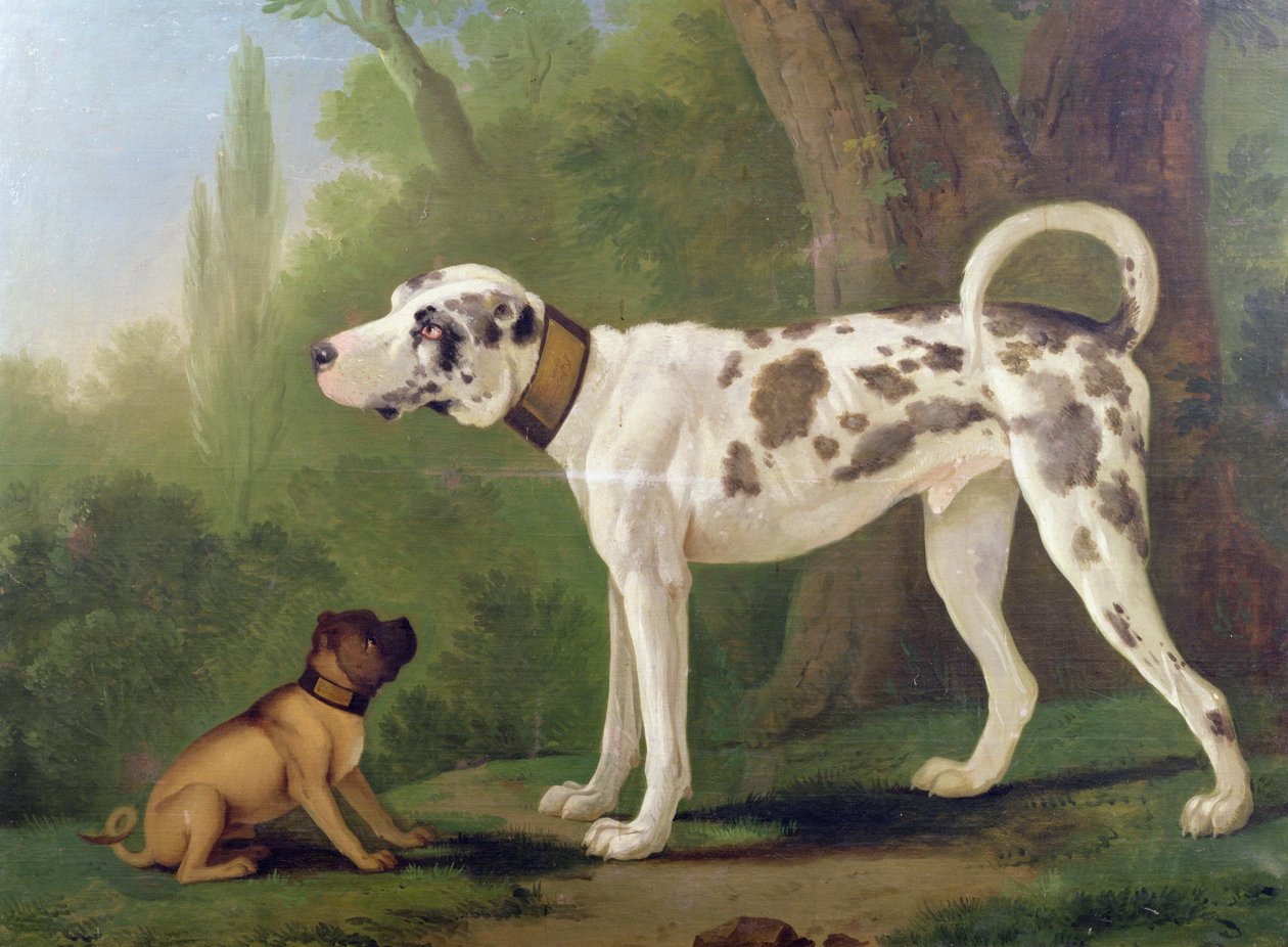Cão e Terrier de German School