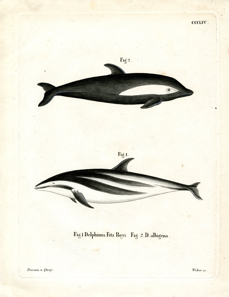Golfinho Ampulheta (gravura colorida) de German School