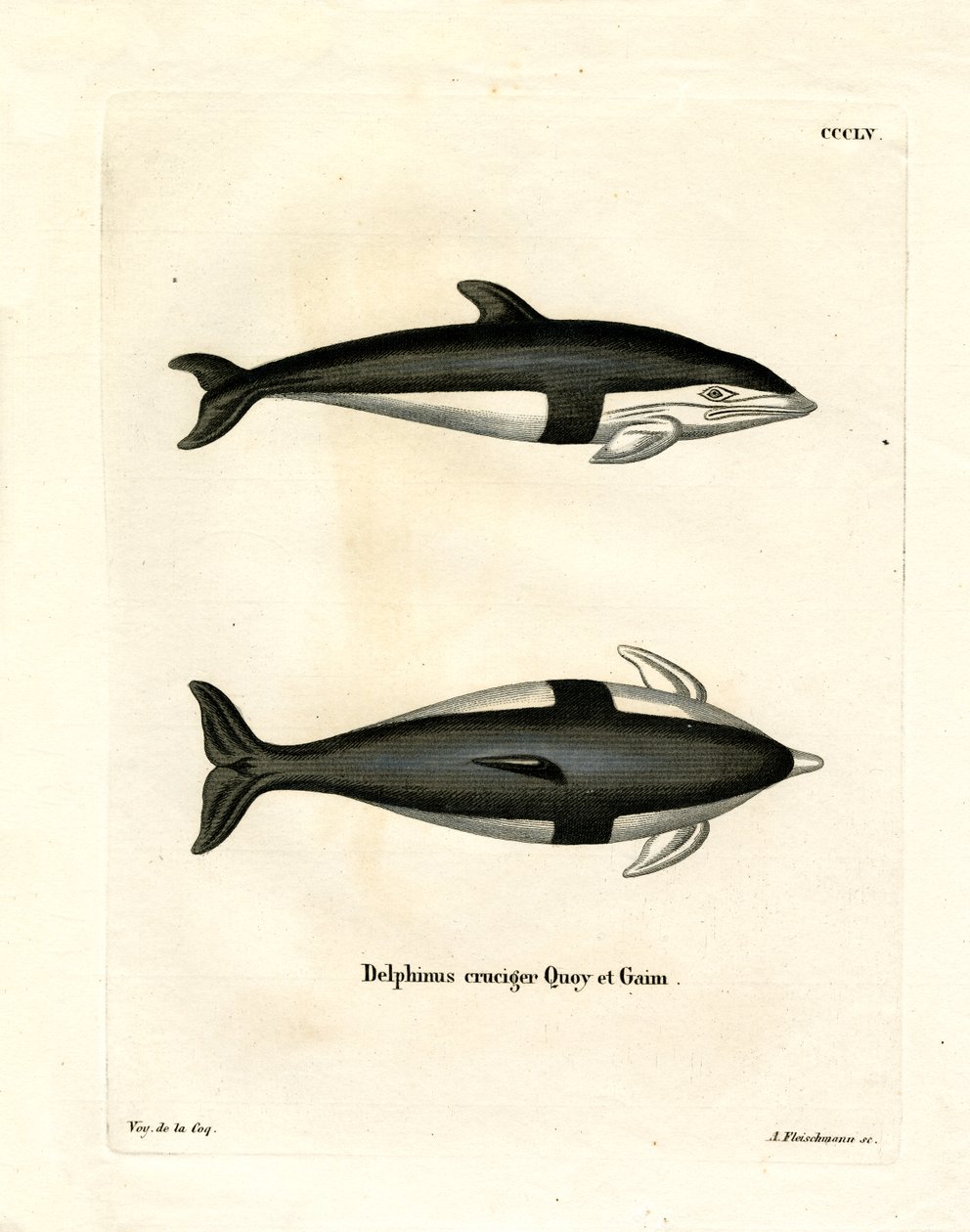 Golfinho Ampulheta (gravura colorida) de German School
