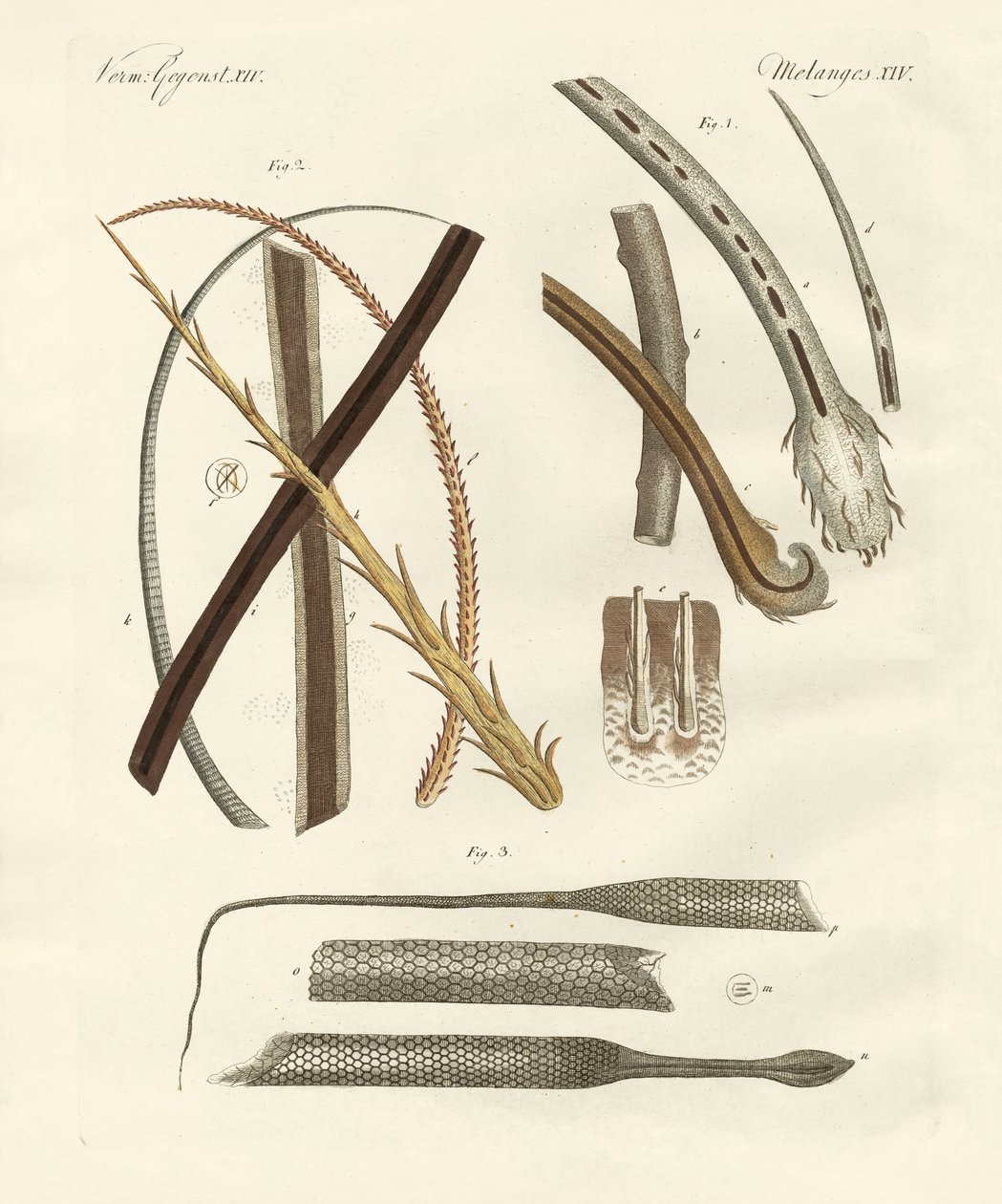 Pêlos humanos e animais de German School