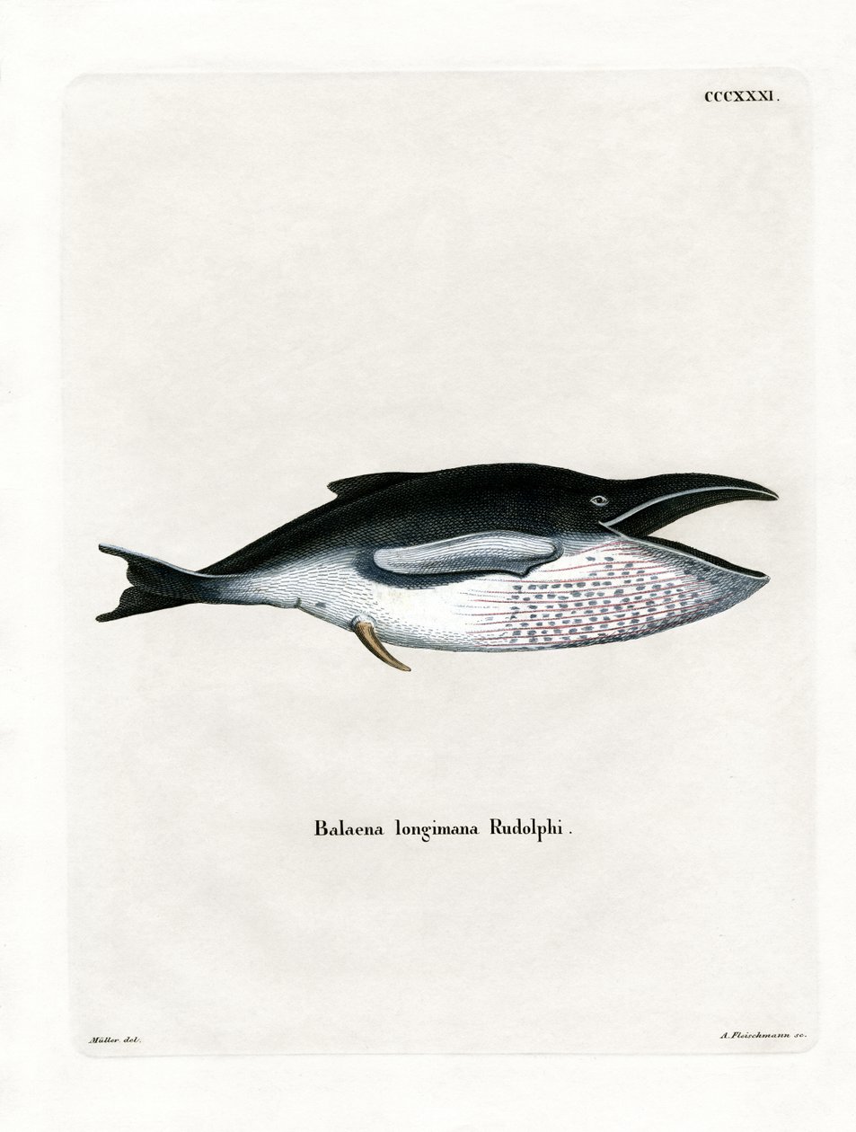 Baleia Jubarte (gravura colorida) de German School
